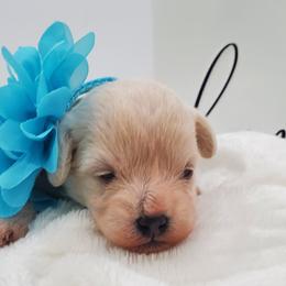 Miss Aqua - Apricot female Schnoodle puppy in Leitchfield, Kentucky from Eveleigh Acres Puppies