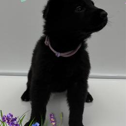 Miss. Light Purple - Black female German Shepherd puppy in Granite City, Illinois from Devon Rugerio's German Shepherds