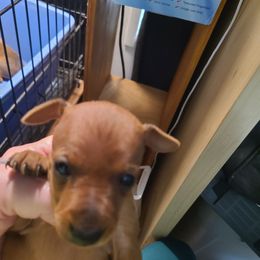 Girl 3 - Stag red female Miniature Pinscher puppy in Phelan, California from Desert Rose Kennel