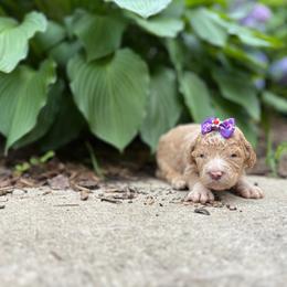 Fancy Nancy - Red  female Goldendoodle puppy in Camden, North Carolina from Oopsie Doodles of NC