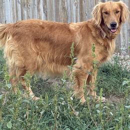 ROSS - Golden Retriever