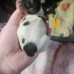 Sprinkles - Piebald female Dachshund puppy in Cedarcreek, Missouri from Cedarcreek Dachshunds