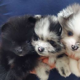 Pomeranian puppies from Uniting Families Pomeranians
