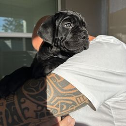 Cherry Blossom, Girl 3 - Cane Corso puppy from Northgold Cane Corso