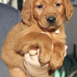 Lava Boy 2- Tan collar - Dark golden male Golden Retriever puppy in Fort Morgan, Colorado from Golden Girls Kennels, LLC