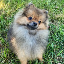 Marlin - Orange sable Pomeranian puppy in St Louis, Missouri from Miller's Magnificent Poms