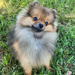 Marlin - Orange sable Pomeranian puppy in St Louis, Missouri from Miller's Magnificent Poms