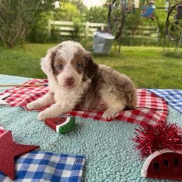 Autumn - Red merle female Aussiedoodle puppy in Hopkins, Missouri from Mowry Creek Mini Aussiedoodles and More