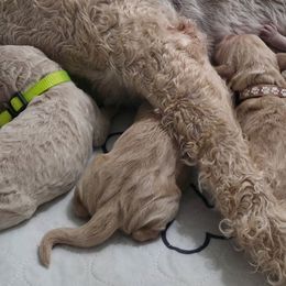 Teal Collar - Apricot male Goldendoodle puppy in Mullin, Texas from Grosenbacher Goldendoodles