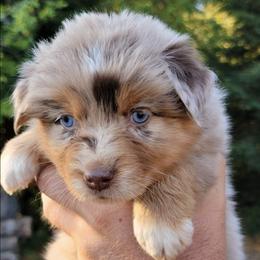 Australian Shepherds from O'Gara's Aussies