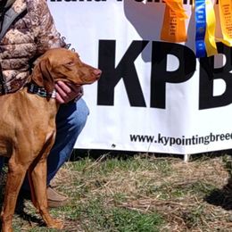 Braque Francais Pyreneans and Vizslas from Wingshot Kennels