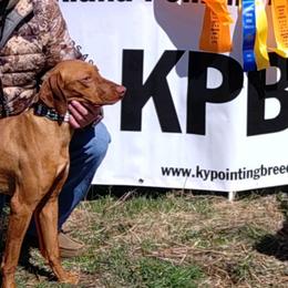 Braque Francais Pyreneans and Vizslas from Wingshot Kennels