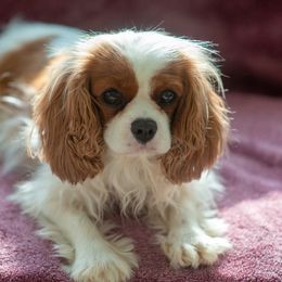 Cavachon puppies from Liberty Pups