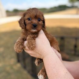Girl 1 - female Cavapoo puppy in Mc Kinney, Texas from Safari Doodles