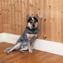 Australian Cattle Dog All Grown Up from Australian Cattle Cuties