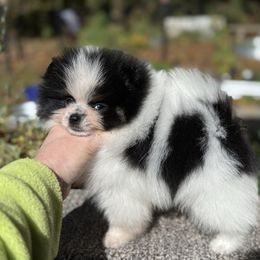 Zephyr - Tri-colored male Pomeranian puppy in Zionville, North Carolina from Shaner Poms