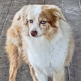 Toy Australian Shepherd puppies from Triple-s-kennel