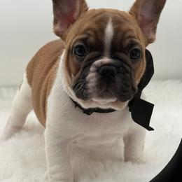 Finley - Fawn and white male French Bulldog puppy in Largo, Florida from Big Daddy Frenchies