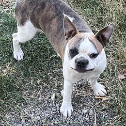 Jewel - Boston Terrier