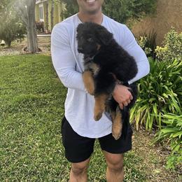 German Shepherd Puppies from Von Gonzalez Kennel
