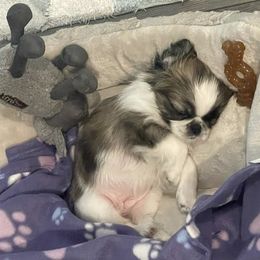 Shih Tzu Puppies from Sarayas Shih Tzus