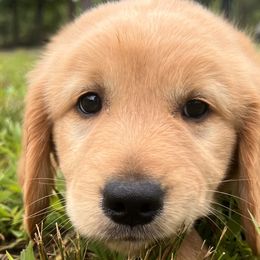 Golden Retrievers from KnL Golden Acres