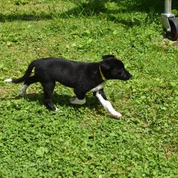 Border Collie Puppies from Porter’s Borders