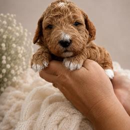 Pink - Red  female Goldendoodle puppy in Lindon, Utah from Ruby’s Minidoodles LLC