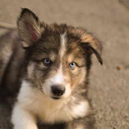 Zaagidiwn Migizi - male Native American Indian Dog puppy in Brimfield, Massachusetts from Seven Sisters Canids