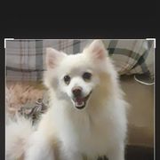 Malibu - American Eskimo Dog