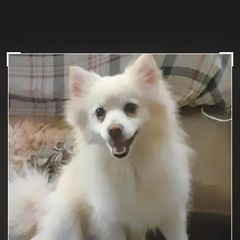 Malibu - American Eskimo Dog