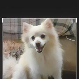 Malibu - American Eskimo Dog