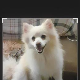 Malibu - American Eskimo Dog