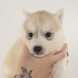 Moonlight (Maroon) - Transport Available - Gray and white female Siberian Husky puppy in Los Angeles, California from Limitless Huskies