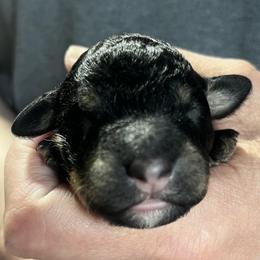Girl 2 - Black white and tan female Springerdoodle puppy in Sterling, Michigan from Springerdoodles In MI