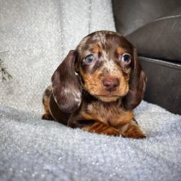 Dachshund Puppies from Royal Bloodline Canines
