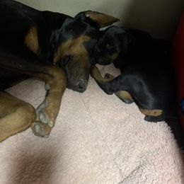 Doberman Pinscher and Poodle Puppies from TopSpots Farm