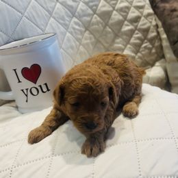 Miniature Schnauzer, Poodle, and Yorkshire Terrier Puppies from Copper Rose Farm