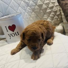 Miniature Schnauzer, Poodle, and Yorkshire Terrier Puppies from Copper Rose Farm