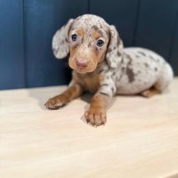 Honey - Dapple female Dachshund puppy in Bradenton, Florida from Winsor Family Dachshunds