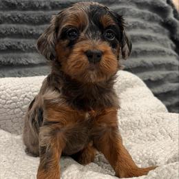 Diamond - Merle female Goldendoodle puppy in Point, Texas from Tiny Paws Goldendoodles
