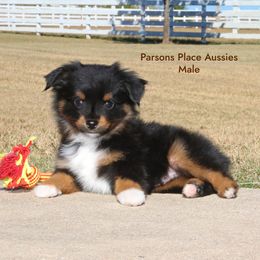 800 - Black tri male Toy Australian Shepherd puppy in Chandler, Oklahoma from Parsons Place Aussies