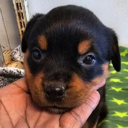Female 4 Green - Black and rust female Rottweiler puppy in Aspers, Pennsylvania from Vom Uberlegenen Rottweilers