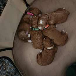 Goldendoodle Puppies from Superior Companions Goldendoodles