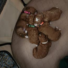 Goldendoodle Puppies from Superior Companions Goldendoodles