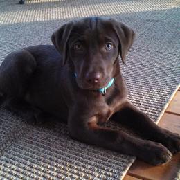 Labrador Retriever Puppies from AimPowers Retrievers