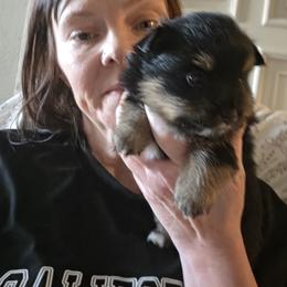 Peanut - Black and tan female Pomeranian puppy in Benbrook, Texas from J & B Pomeranians/Pomsky's L.L.C