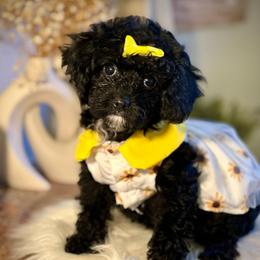 Twinkie - Black female Cockapoo puppy in Palm Beach County, Florida from Benji’s Cockapoos