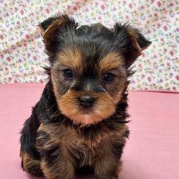 Sophie - Blue and gold female Yorkshire Terrier puppy in Monticello, Iowa from Ashley’s Puppies