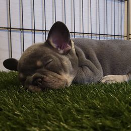 French Bulldog Puppies from Fatbat Frenchies